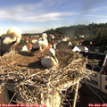 08_20-nest.jpg