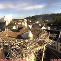 08_25-nest.jpg