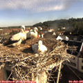 08_30-nest.jpg