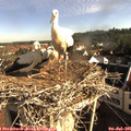 08_35-nest.jpg