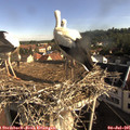 08_45-nest.jpg