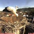 08_50-nest.jpg