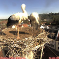 08_55-nest.jpg