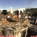 09_00-nest.jpg