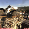 09_05-nest.jpg