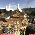 09_10-nest.jpg