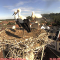 09_15-nest.jpg