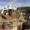 09_20-nest.jpg