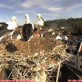09_25-nest.jpg