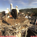 09_30-nest.jpg