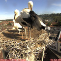 09_35-nest.jpg