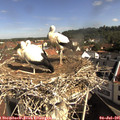 09_40-nest.jpg