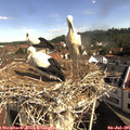 09_45-nest.jpg