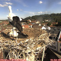 09_50-nest.jpg