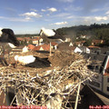 10_00-nest.jpg