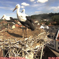 10_05-nest.jpg