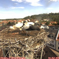 10_20-nest.jpg