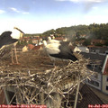 10_25-nest.jpg