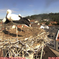 10_40-nest.jpg