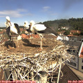 10_45-nest.jpg