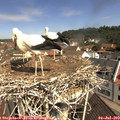 10_50-nest.jpg