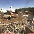 11_10-nest.jpg