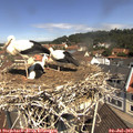 11_20-nest.jpg