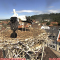11_25-nest.jpg