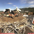 11_35-nest.jpg