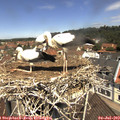11_40-nest.jpg