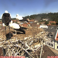 11_45-nest.jpg