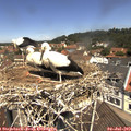 11_50-nest.jpg