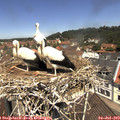 11_55-nest.jpg