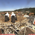 12_00-nest.jpg