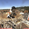 12_10-nest.jpg