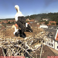12_15-nest.jpg