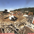 12_20-nest.jpg
