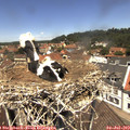 12_25-nest.jpg