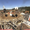 12_35-nest.jpg