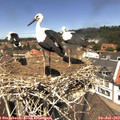 12_40-nest.jpg