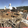 12_45-nest.jpg
