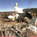12_50-nest.jpg