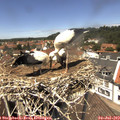 12_55-nest.jpg