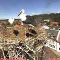 13_05-nest.jpg