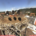 13_10-nest.jpg