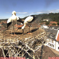 13_15-nest.jpg