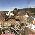 13_20-nest.jpg