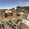13_25-nest.jpg