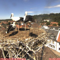 13_30-nest.jpg