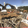 13_35-nest.jpg